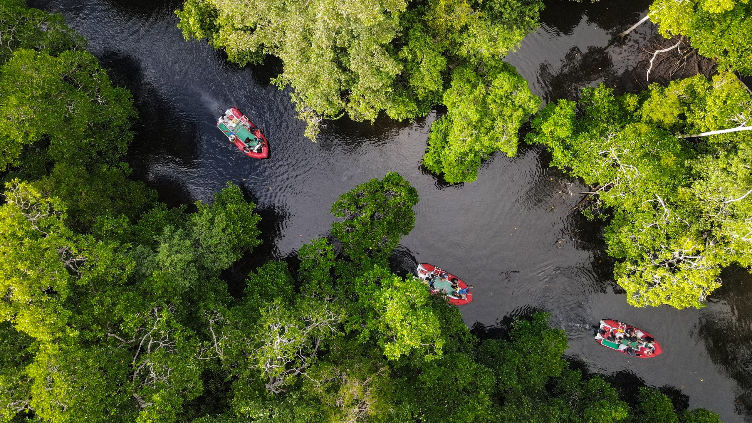 traveling-mangrove-forest