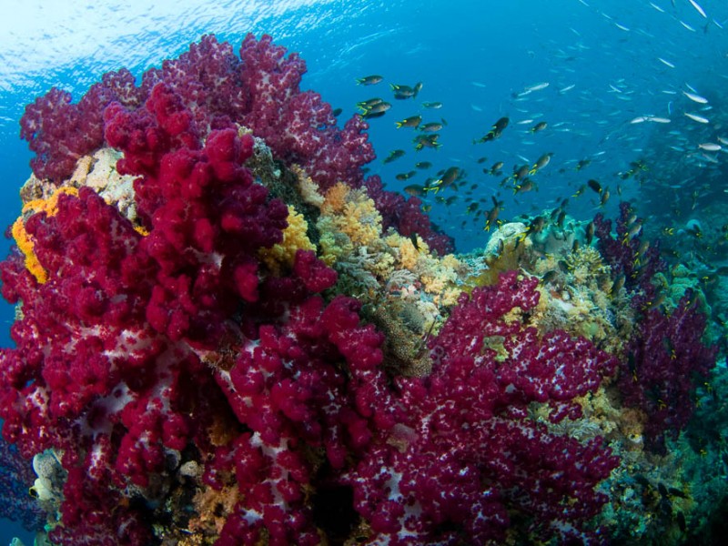 Soft Coral in Banda Sea