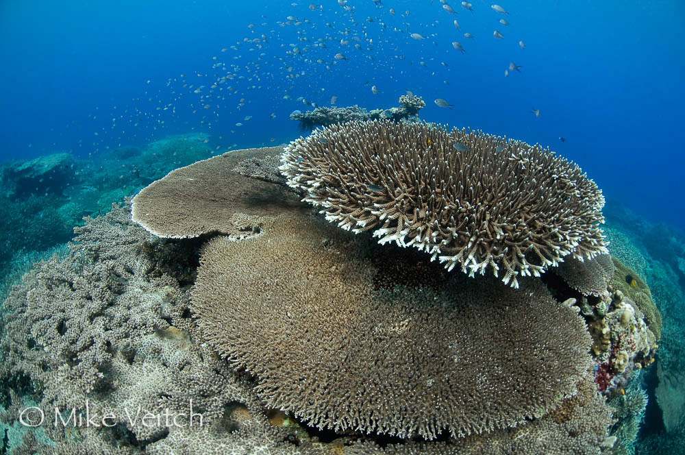 Hard coral garden that has grown in the last twenty years after being destroyed by a volcano, in Banda Neira, with a variety of table, leather, and staghorn corals, Acropora sp., Porites sp., Litophyton sp., sarcophyton sp., Banda Neira, Banda Sea, Moluccus region, eastern Indonesia, Pacific Ocean