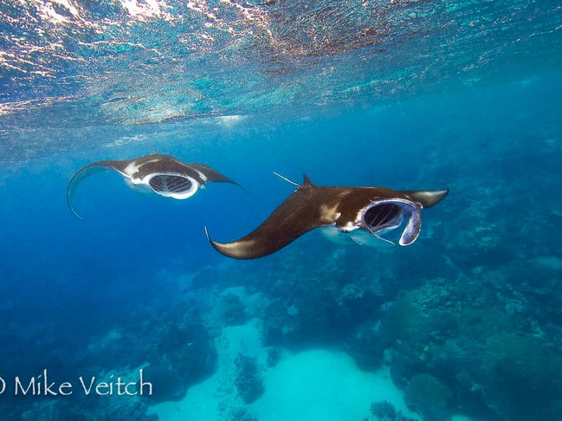 Manta rays, Manta birostris, cruise near the surface feeding on plankton, Valley of the Rays, Goofnuw Channel, Yap, Federated States of Micronesia, Pacific Ocean