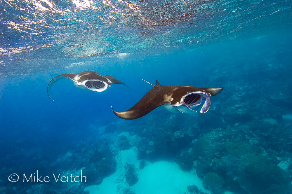 Manta rays, Manta birostris, cruise near the surface feeding on plankton, Valley of the Rays, Goofnuw Channel, Yap, Federated States of Micronesia, Pacific Ocean