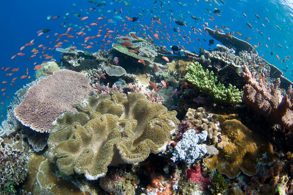 Several species of small schooling fish such as damselfish, fusiliers, and anthias feed on plankton in the water column above hard corals, Porites sp., and Acropora sp., Komodo National Park, Nusa Tenggara, Indonesia, Pacific Ocean