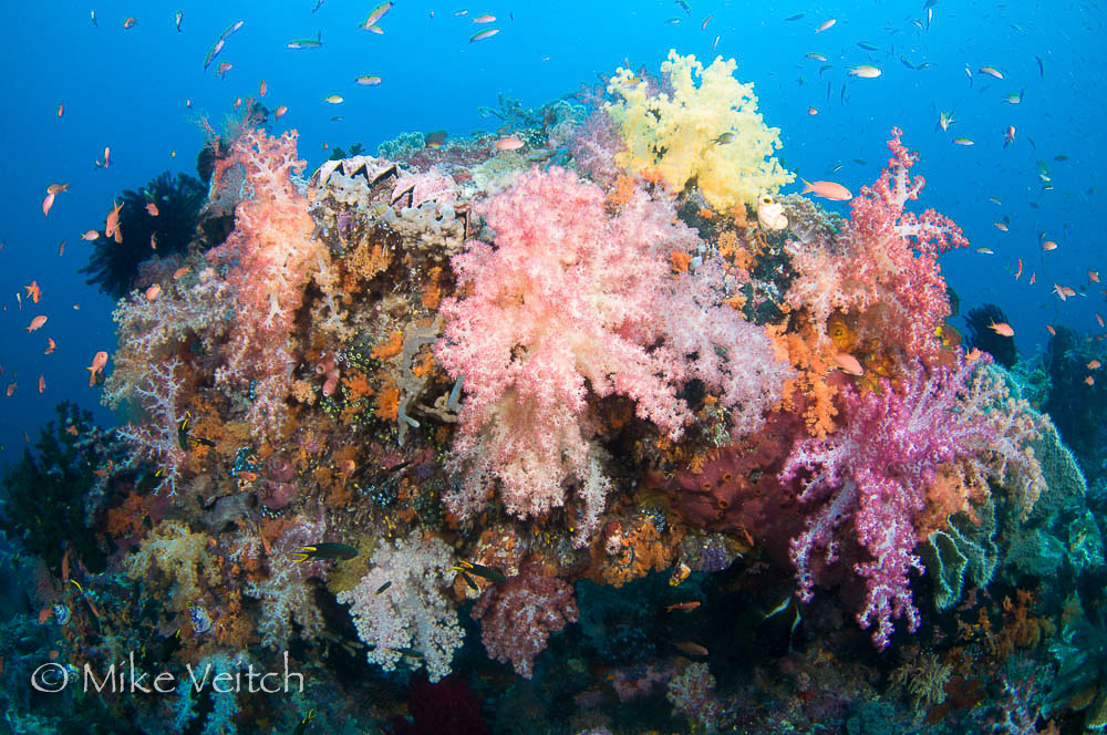Soft coral and tropical fish, Dendronephthya sp., Misool, Raja Ampat, West Papua, Indonesia, Pacific Ocean