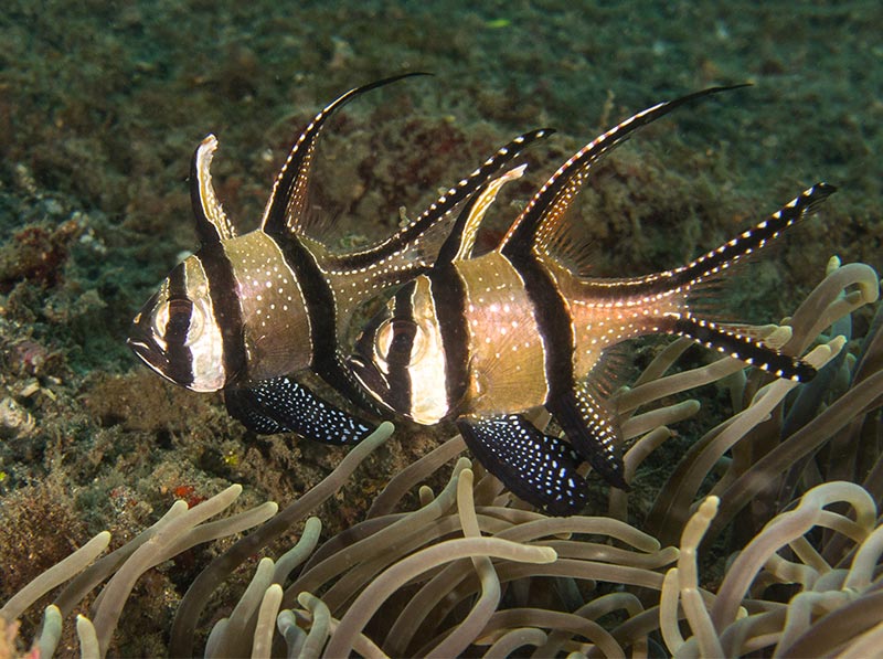 Banggai Cardinalfish Sulawesi