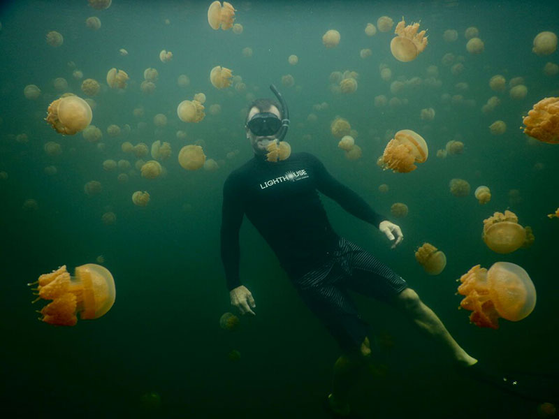 Jellyfish Lake Raja Ampat